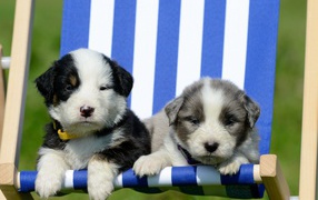 Два маленьких милых щенка в кресле
