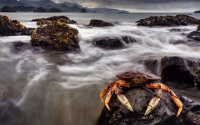 A large crab sits on a rock in the sea
