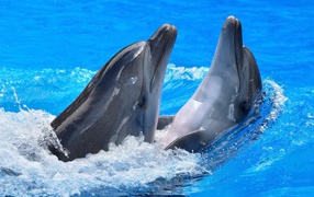 Пара дельфинов плавает в воде 