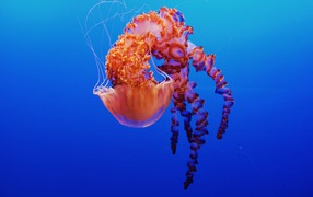 Красивая разноцветная медуза на голубом фоне