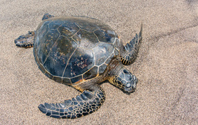 Big turtle on the sand