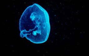 Голубая большая медуза на черном фоне