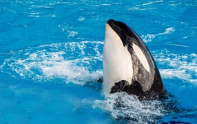 Great killer whale in the pool