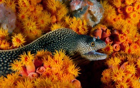 Moray and sea anemones under water