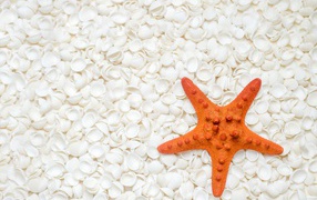 Orange starfish lying on white shells