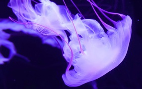 Purple jellyfish underwater