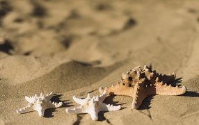 Морские звезды на песке 