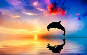 The dolphin jumps out of the water at sunset