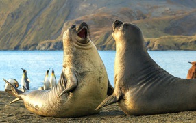 Two sea lions on the sand