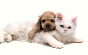 Белый кот с щенком на белом фоне
