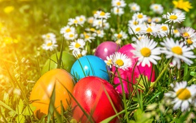 Beautiful painted easter eggs in green grass with white camomiles