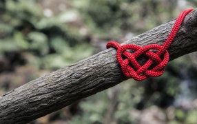 Креативное сердце из красной веревки на дереве