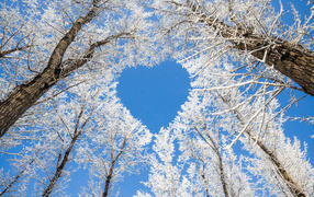 Crowns of frost-covered trees give a heart against the blue sky