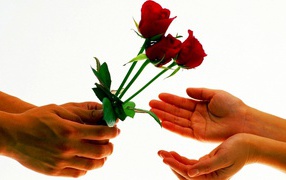 Парень дарит девушке три красных розы на белом фоне