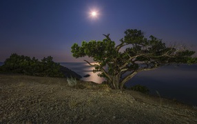A large green tree on the shore of a cliff by moonlight at night