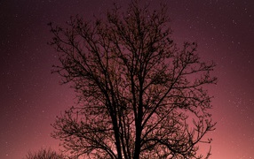 A tree without leaves against the starry sky