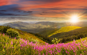 Dawn of the bright summer sun over the hills with pink flowers