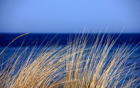 Dry grass against a blue horizon