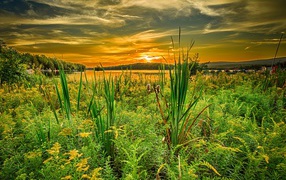 Grass on the shore of a lake under a beautiful sky at sunset