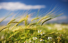 Green ears of wheat with daisies against a blue sky