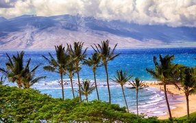 Green palm trees on the beach by the ocean on a background of mountains