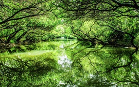 Green trees are reflected in the river