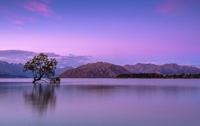 Одинокое дерево в воде на фоне гор на закате