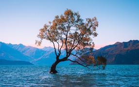 Одинокое дерево в воде на фоне гор