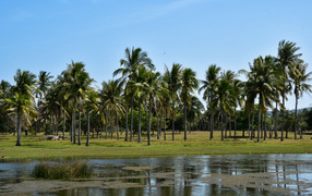 Пальмы на берегу у воды, Таиланд