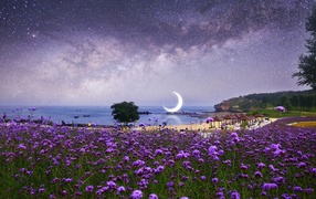 Фиолетовые полевые цветы на фоне ночного неба с большим месяцем 