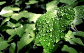 Капли дождя на зеленых листьях 