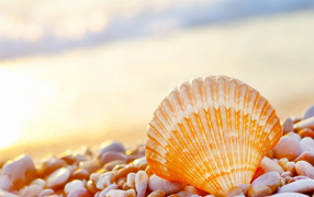 Seashell shell on the seashore