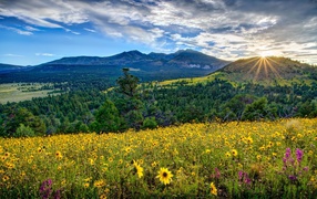 Sunrise over mountains, forest and field with yellow flowers