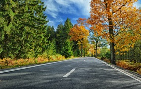Tall green firs and trees with yellow leaves by the road under a blue sky