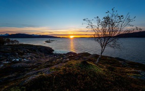Thin birch on a rocky seashore at sunset under a blue sky