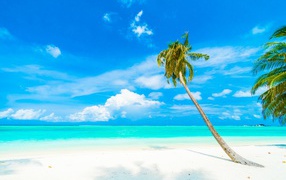 Пальма на белом песке на фоне океана