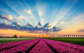 Field of white and pink tulips under a beautiful sky with bright sun rays at sunset