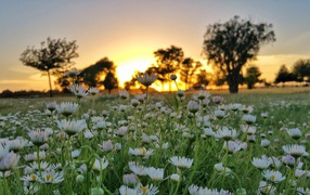 Field of white daisy flowers on a sunset background