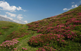 Fields with pink rhododendron flowers under the blue sky, France