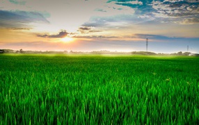 Sunrise of summer sun over field with green wheat