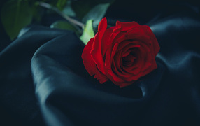 A beautiful red rose lies on a black veil