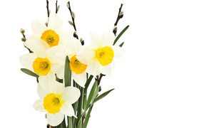 A bouquet of daffodils and willow on a white background