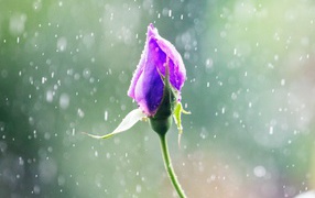 A bud of a beautiful rose in the rain