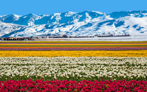 Поле разноцветных тюльпанов на фоне заснеженных гор 