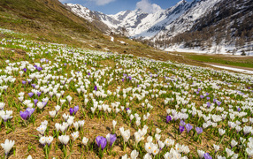A field of multicolored crocuses against the background of snow-capped mountains