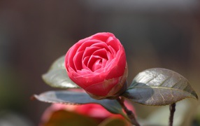 Нераспустившийся цветок розовой камелии