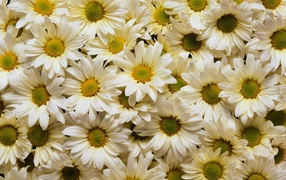 A lot of white chrysanthemums with yellow centers