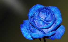 Beautiful blue rose with delicate petals