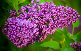 Beautiful branch of a spring lilac