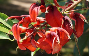 Красивый экзотический красный цветок
